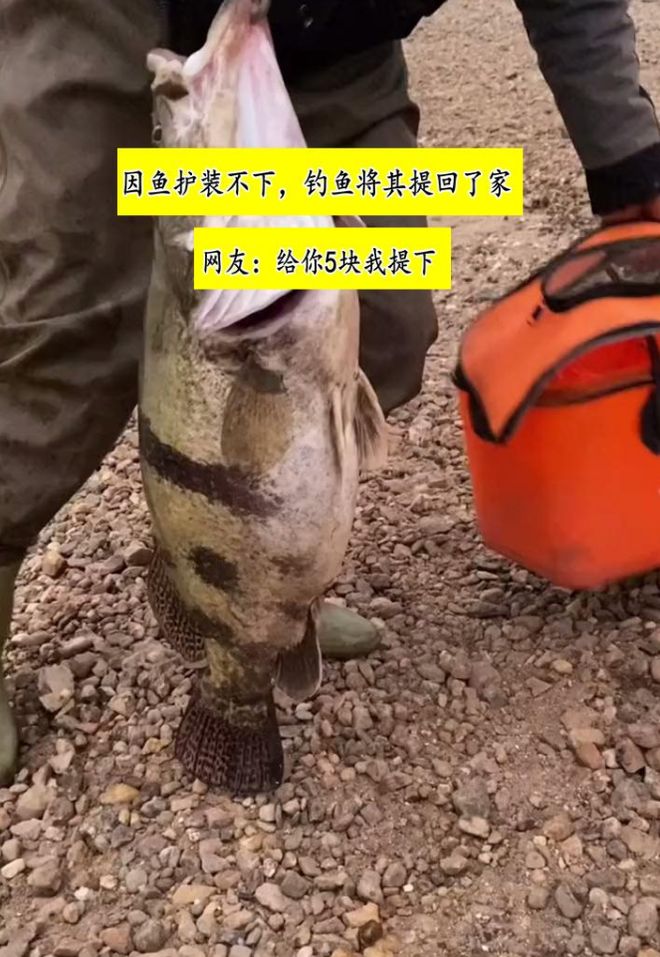 湖南钓友在洞庭湖钓到28斤老鳜鱼网友：这体型都快赶上煤气罐了(图6)