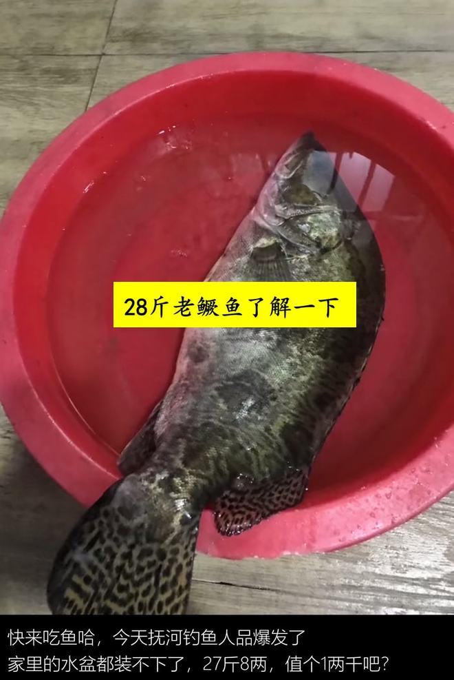 湖南钓友在洞庭湖钓到28斤老鳜鱼网友：这体型都快赶上煤气罐了(图4)