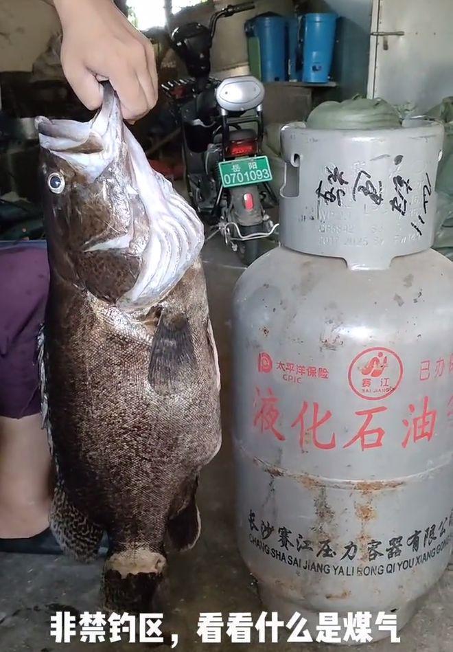 湖南钓友在洞庭湖钓到28斤老鳜鱼网友：这体型都快赶上煤气罐了(图9)