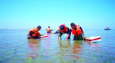 在渤海湾种出一片“海底草原”(图2)