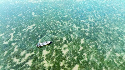 在渤海湾种出一片“海底草原”(图1)